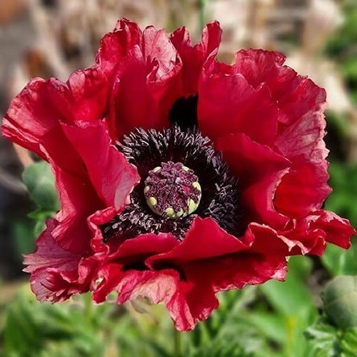 10,000+ Mixed Oriental Poppy Seeds – Perennial Organic Flower Mix – Giant Blooms
