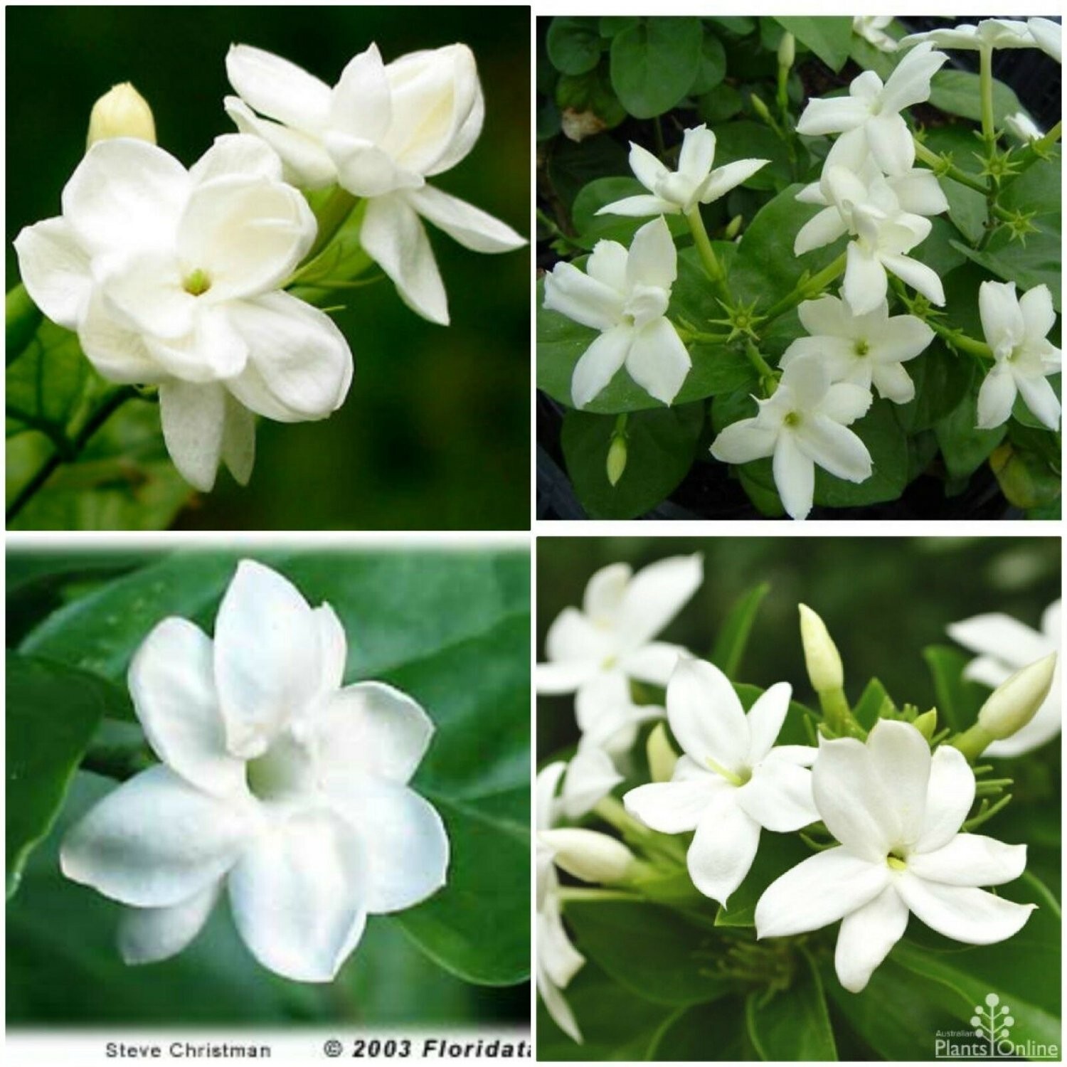 MAID OF ORLEANS JASMINE~Jasminum sambac~~Rooted STARTER Plant~Extremely Fragrant