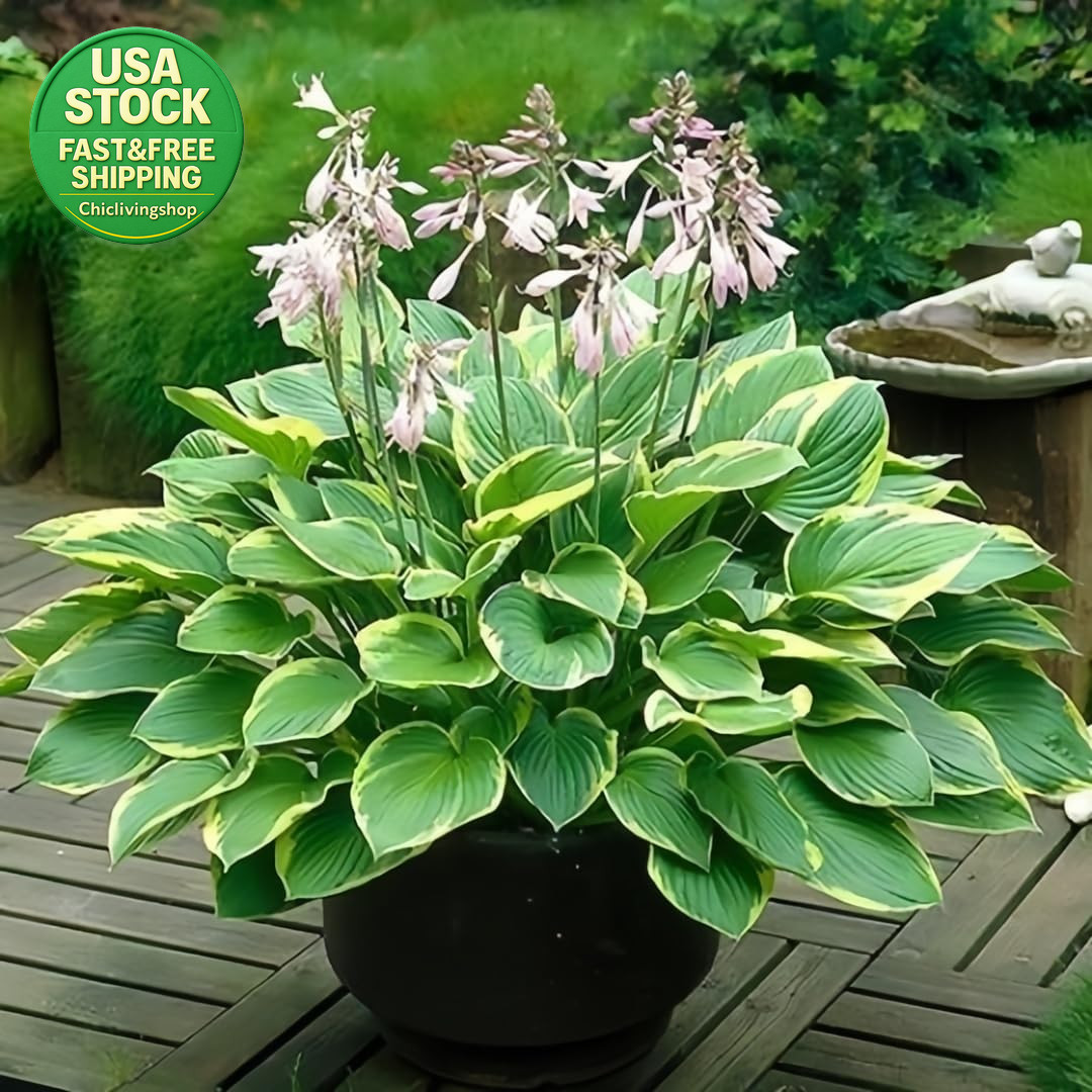 Hosta Seeds 99 Pieces Perennial Shade Garden Plants Low Maintenance Indoor