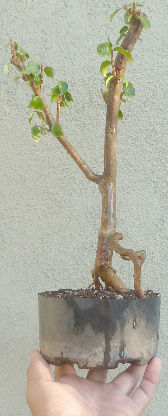 Crape Myrtle Pre Bonsai Dwarf Shohin Nice Movement Trunk Flowers Lagerstroemia