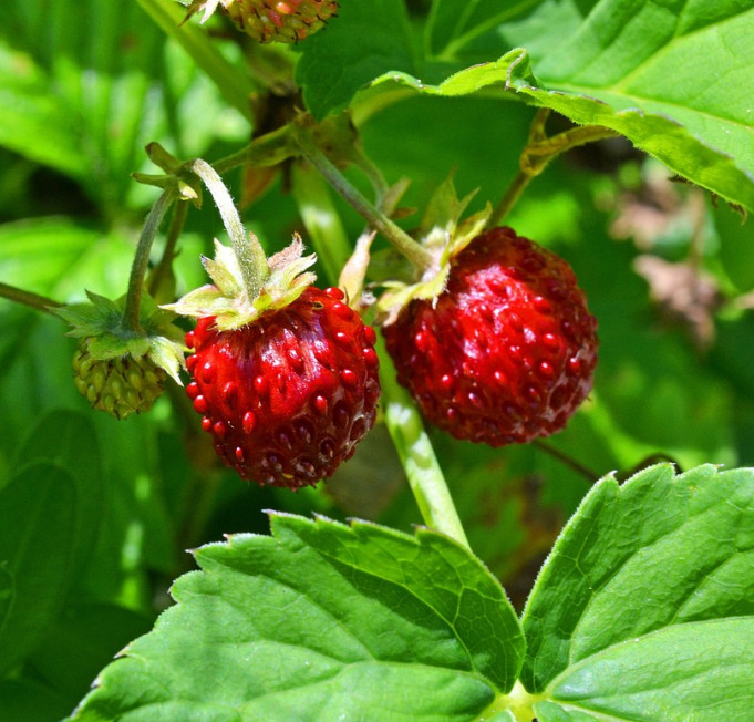 Wild Strawberry Plant – 3-6″ Tall – 3″ Pot – Sweet Alpine Strawberry for Garden
