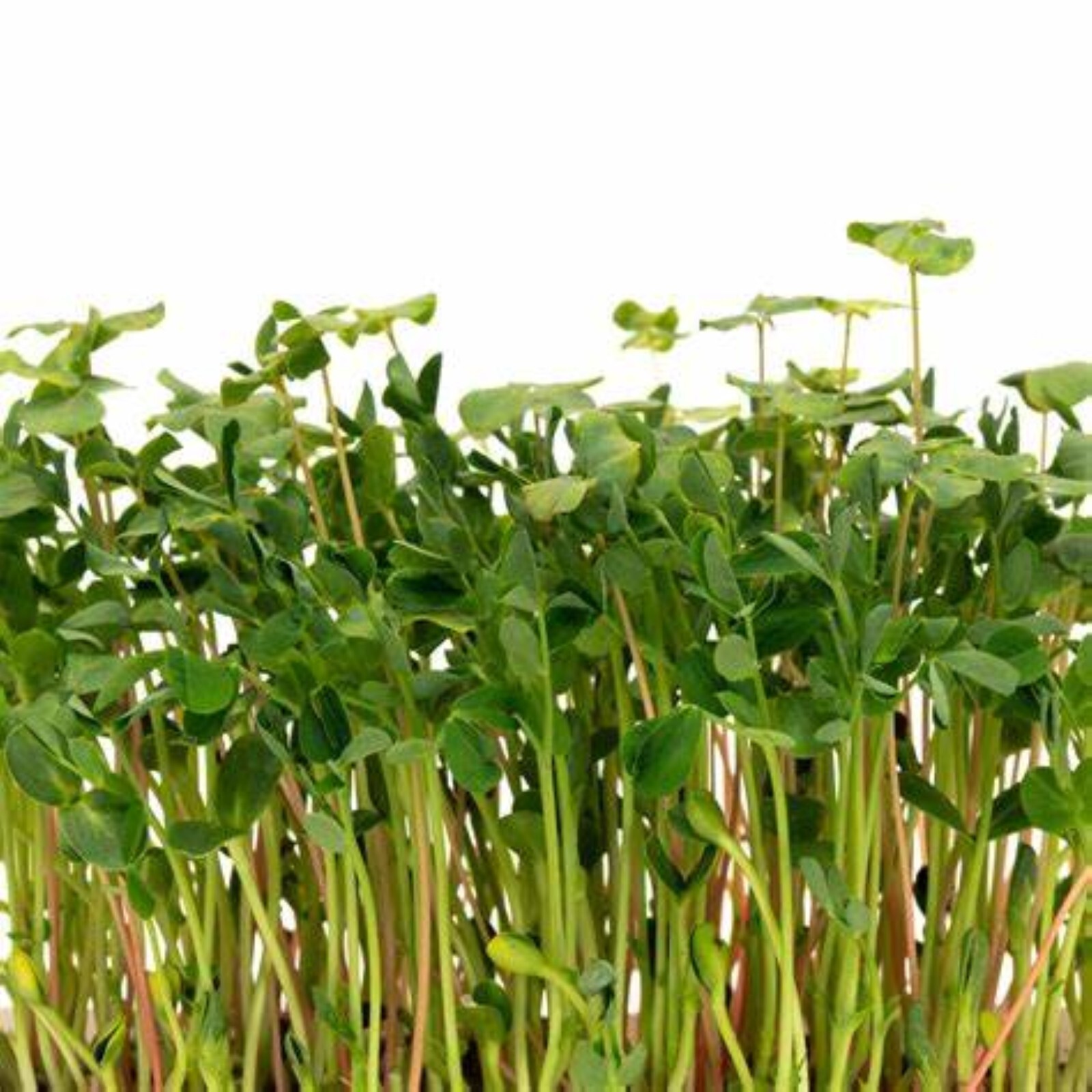 Microgreens Salad Mix Seeds for Sprouting 5 Different Seeds Excellent Salad Mix