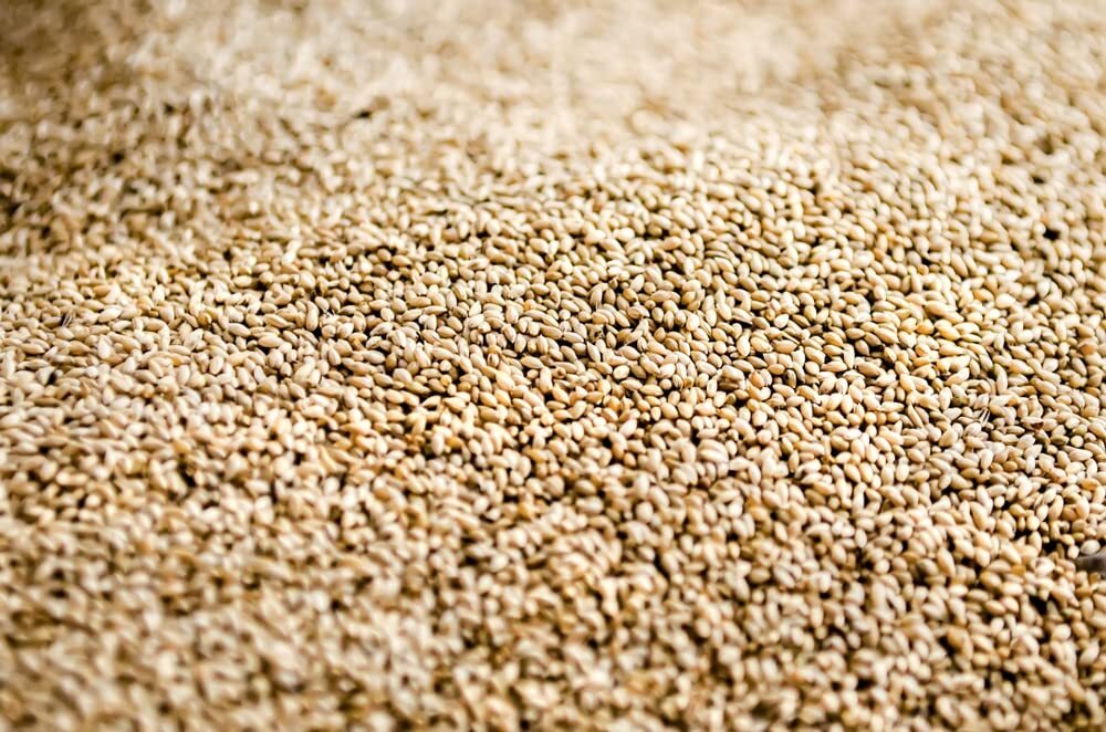 Climax Timothy Grass Seeds for Planting – Cover Crop, Hay Grass, Deer, Wildlife