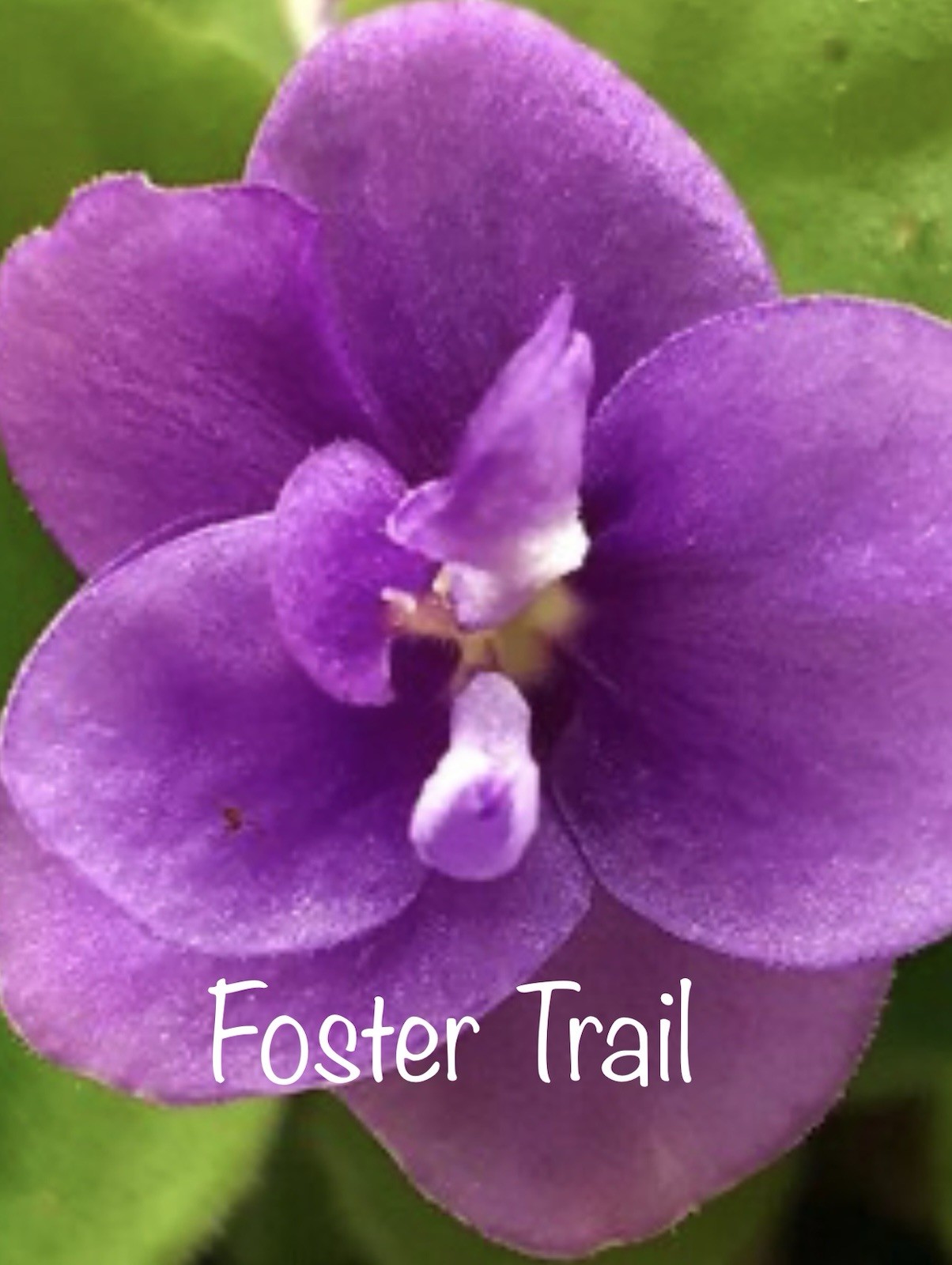 Buyers Choice Trailing Violet 3 Plant Collection. FREE SHIPPING!!!