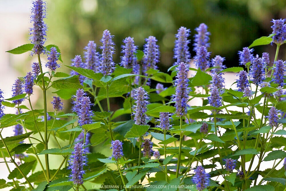 100+Purple GIANT HYSSOP Seeds Native Wildflower Drought Heat Cold Pollinators