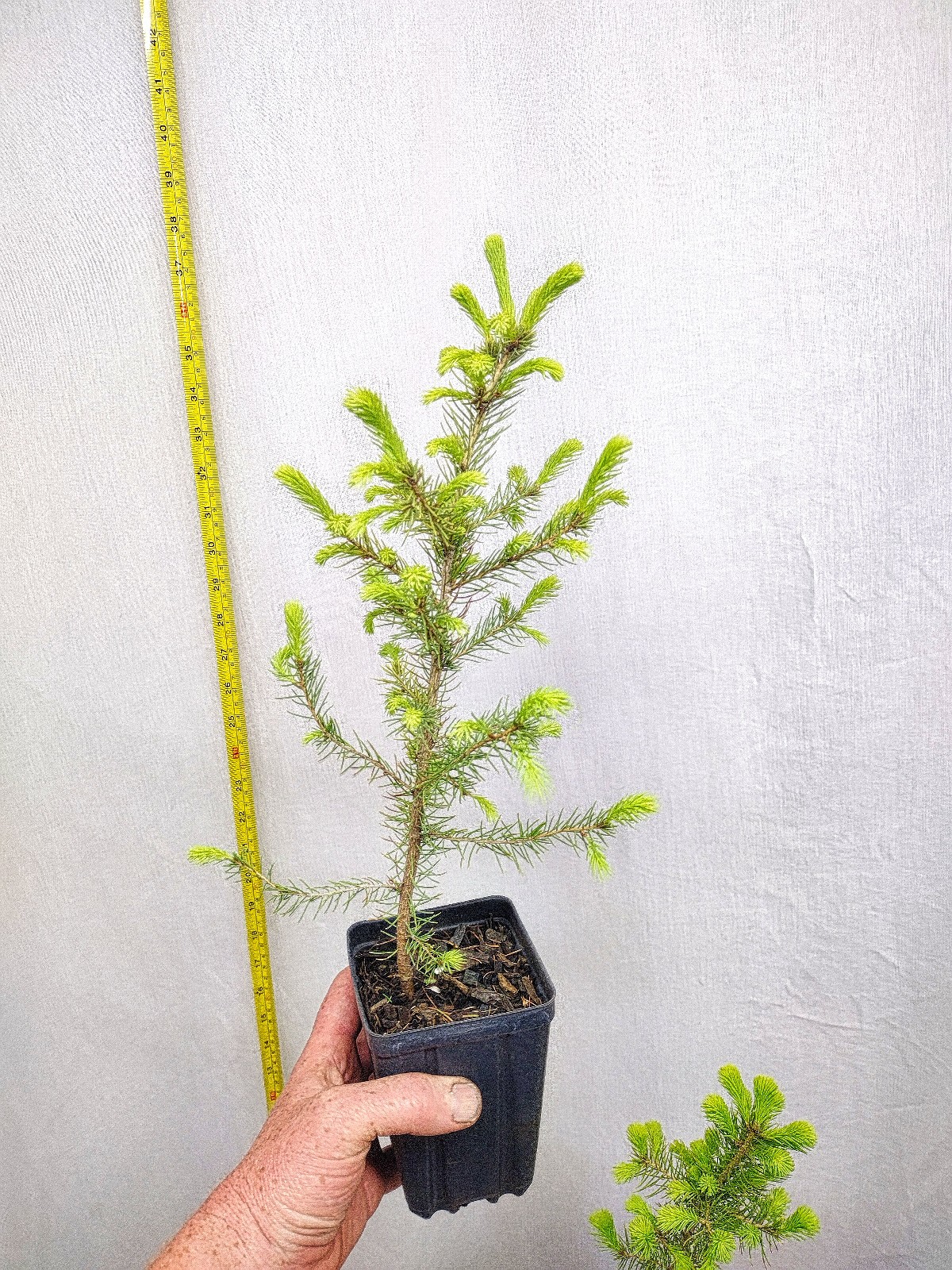 Norway Spruce 1 year old tree in nursery pot. Picea abies. Live