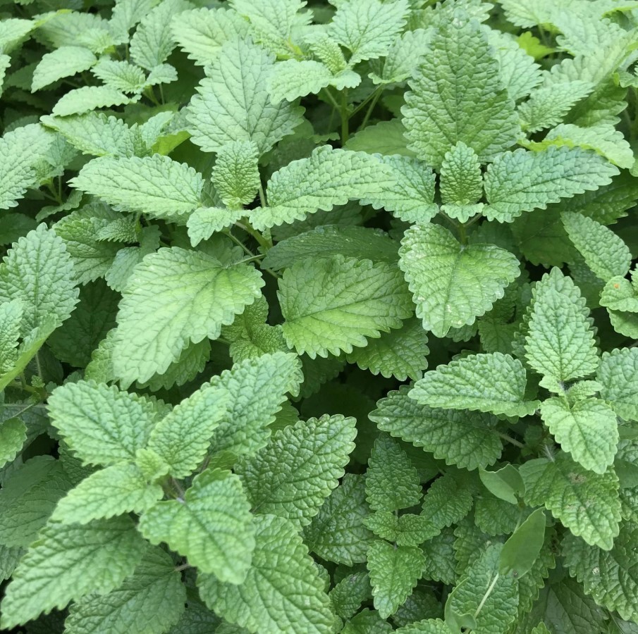 Lemon Balm Live Starter Plants – 3-6″ Tall – Fragrant Perennial Herb – Zones 4-9