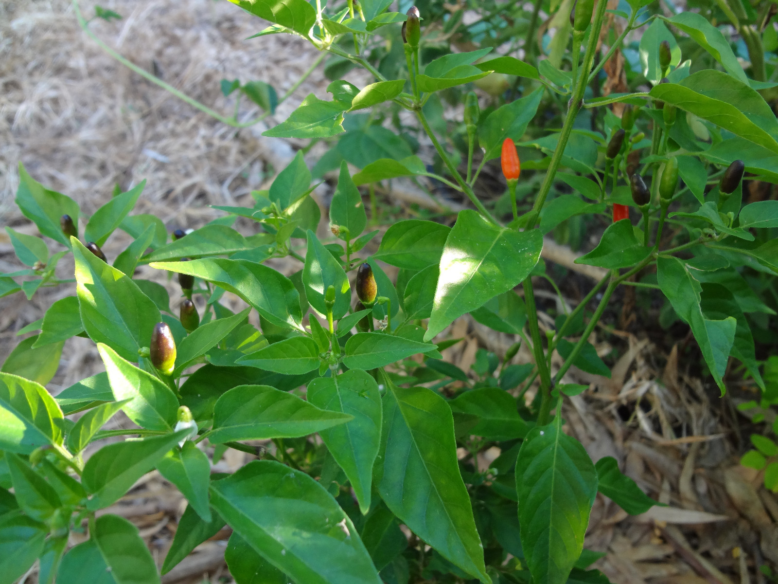 Chile Culebra del Monte, Black Piquin/Chiltepin, Extremely Hot, Rare, 12 SEEDS