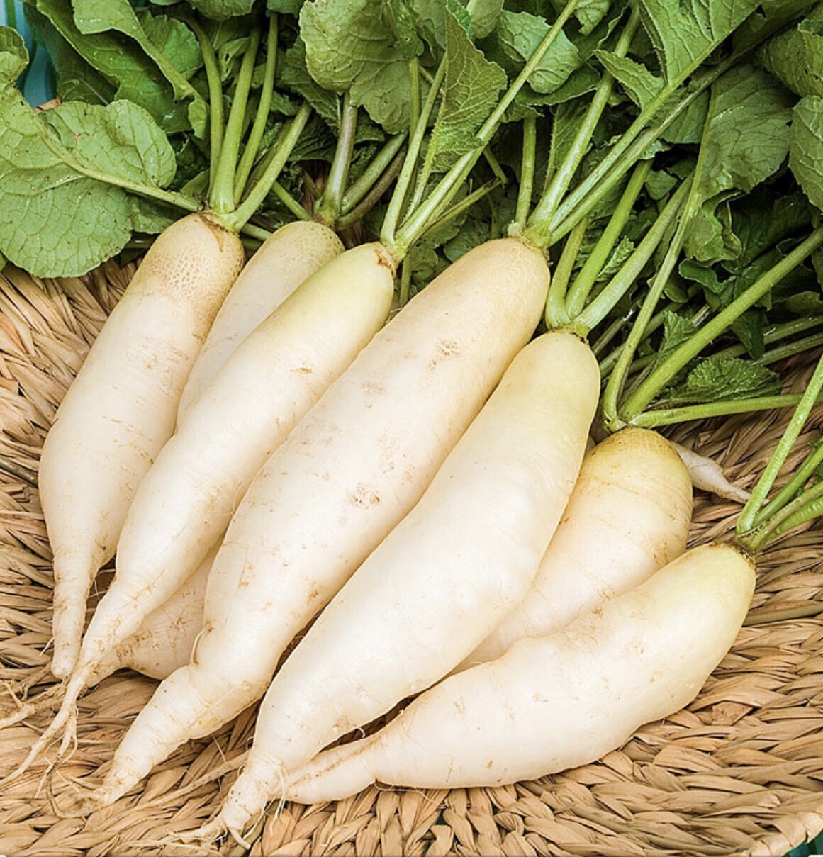 2000+ Radish Seeds White Icicle Radish NON GMO Garden Vegetable Seeds USA
