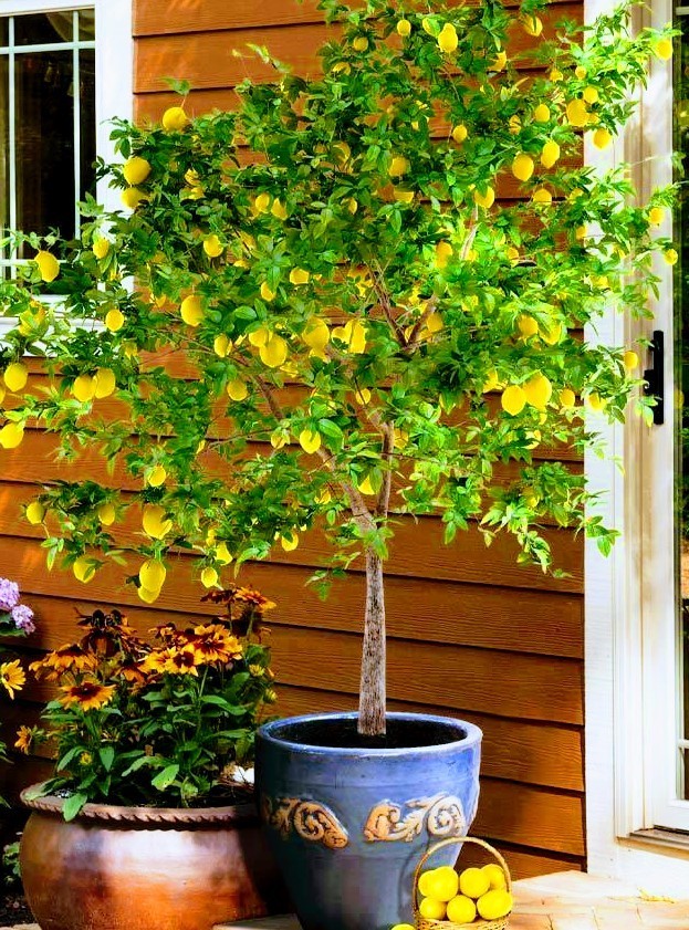 Dwarf Meyer Lemon Tree – 36″-48″ Tall – Live Citrus Plant In 12″ Tall Citrus Pot