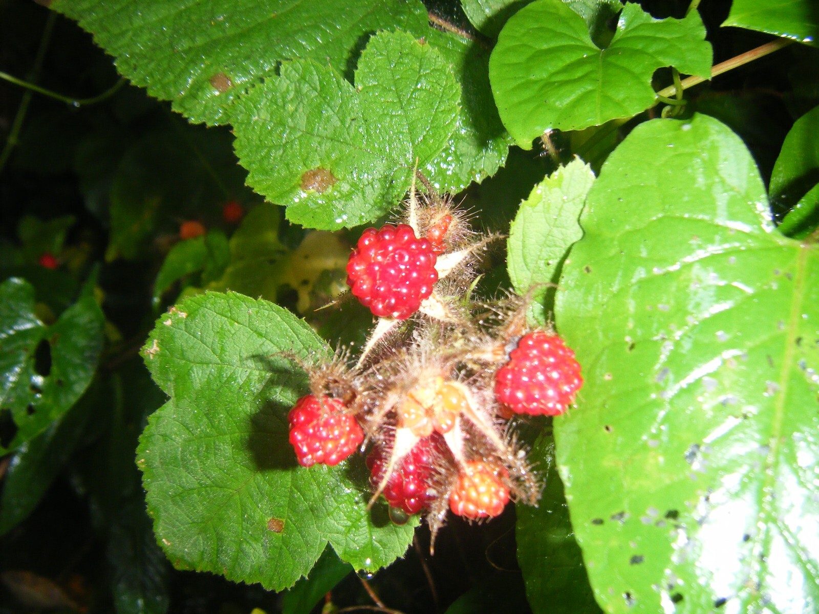 3 Live Fresh 5 Inch Growth & Root Japanese Raspberry Plants Root with Growth