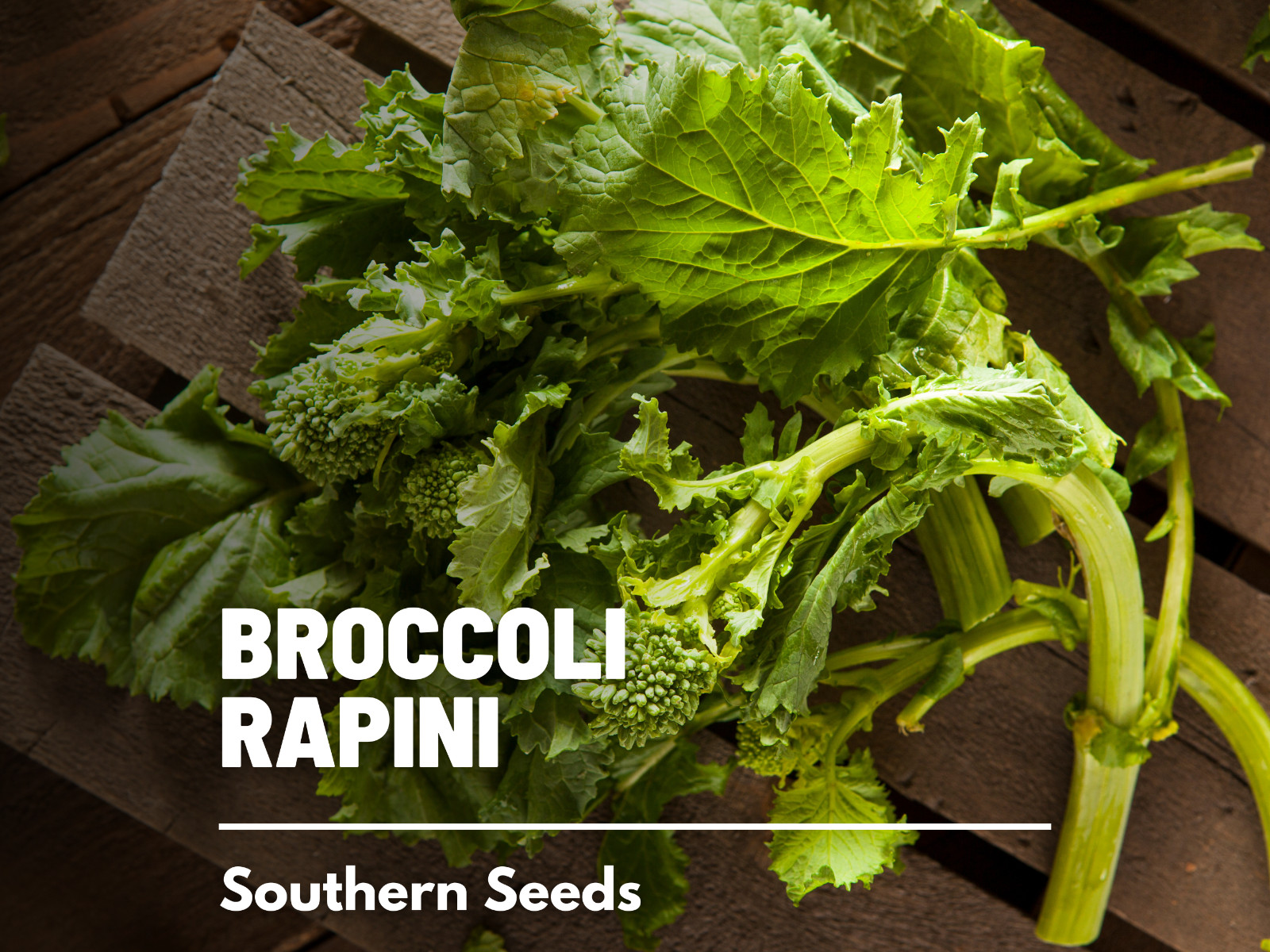 Broccoli, Rapini Early Fall (Raab) – 100 Seeds, Heirloom Vegetable (Brassica ra
