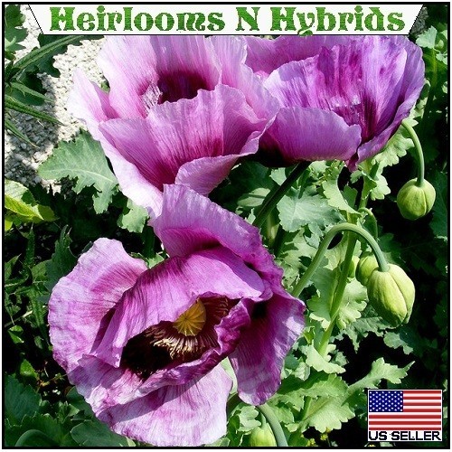 20,000 Hungarian Poppy Seeds Stratified Papaever Somniferum Import For Planting