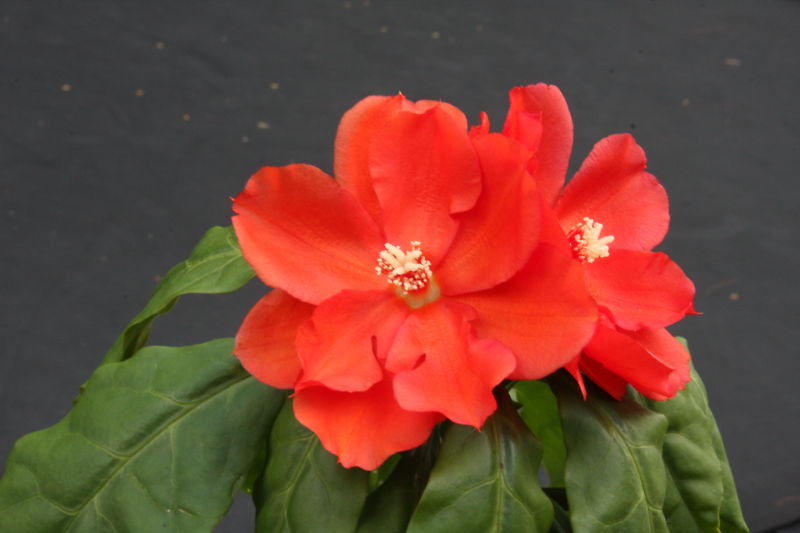 Pereskia bleo, rare cacti plant abrojo rodocactus spine cactus succulent 4″ pot