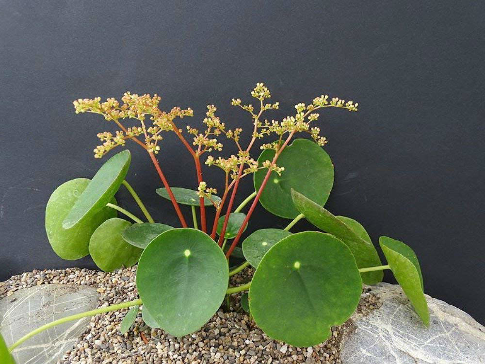 UFO Plant Chinese Money Pass Pilea Peperomioides 4″ Pot Best Gift Houseplant