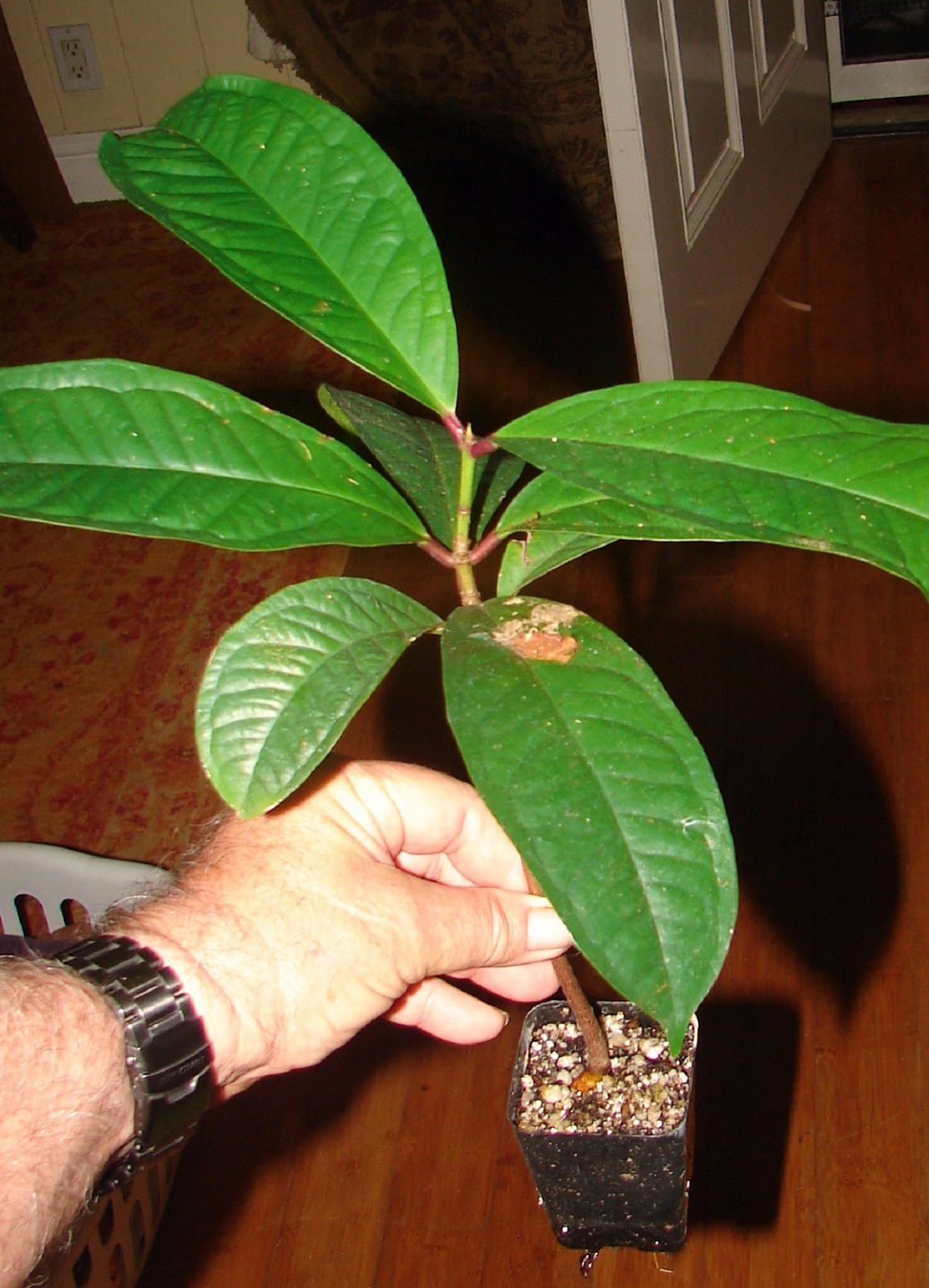 RED Mountain Apple Fruit Tree Syzygium malaccense Ohi’a Ai Apple XL Size Plant