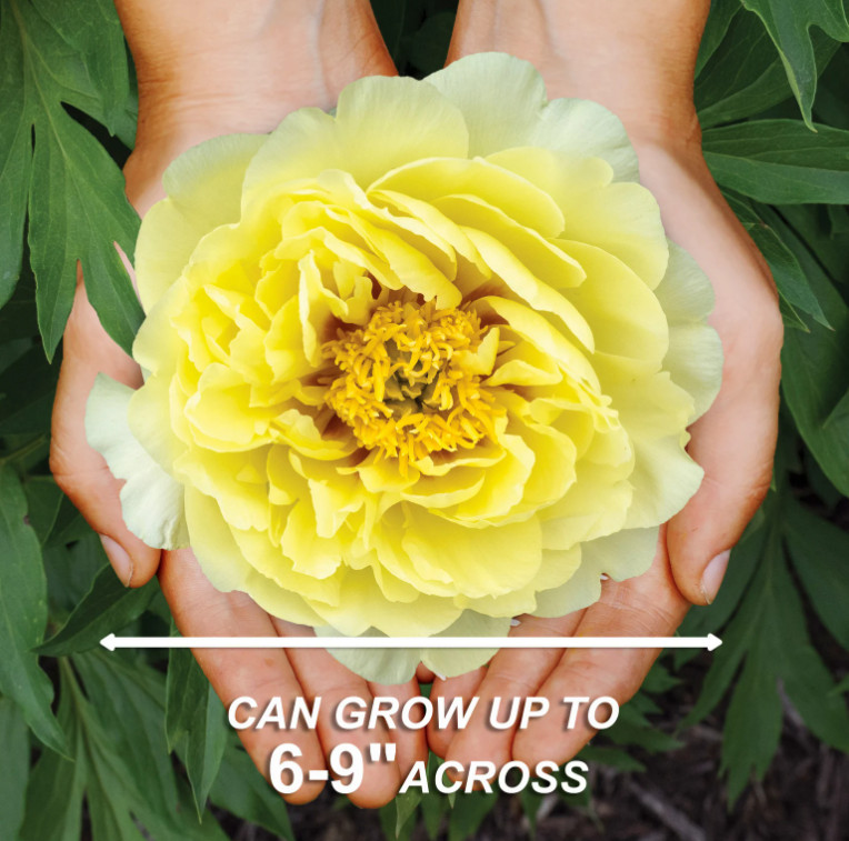 Garden State Bulb Bartzella Itoh Peony, Live Bare Root, Spring Planting