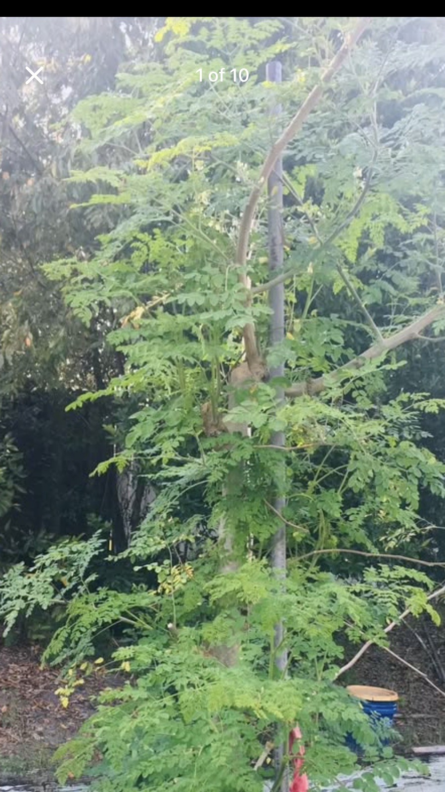 Moringa Oleifera Miracle Tree Life Plant Organic 12” In 4” Pots 6 month grow