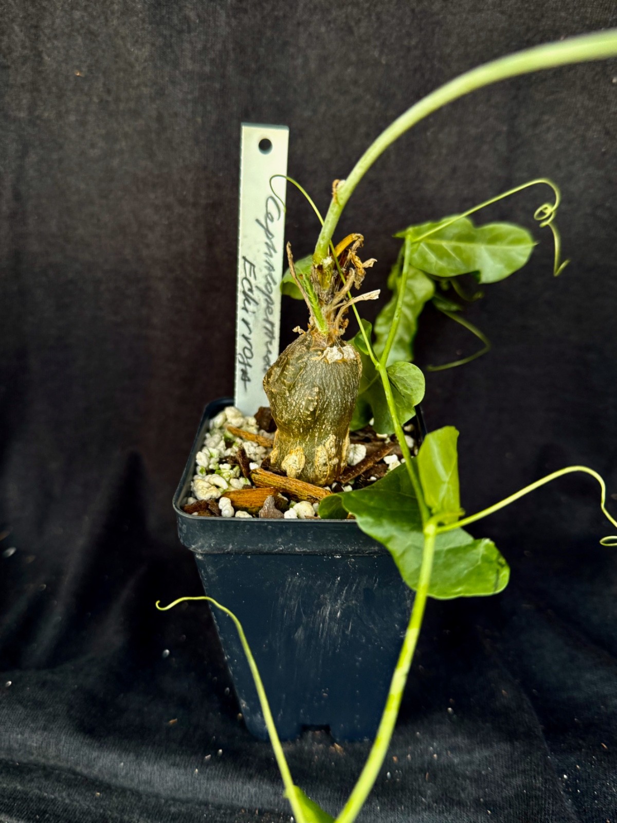 Cephalopetandra ecirrhosa , caudiciform