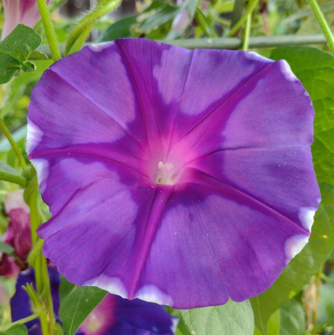 100+ Morning Glory Seeds Mystery Mix | Purple/Blue/Orange/Red/Pink/White/Striped