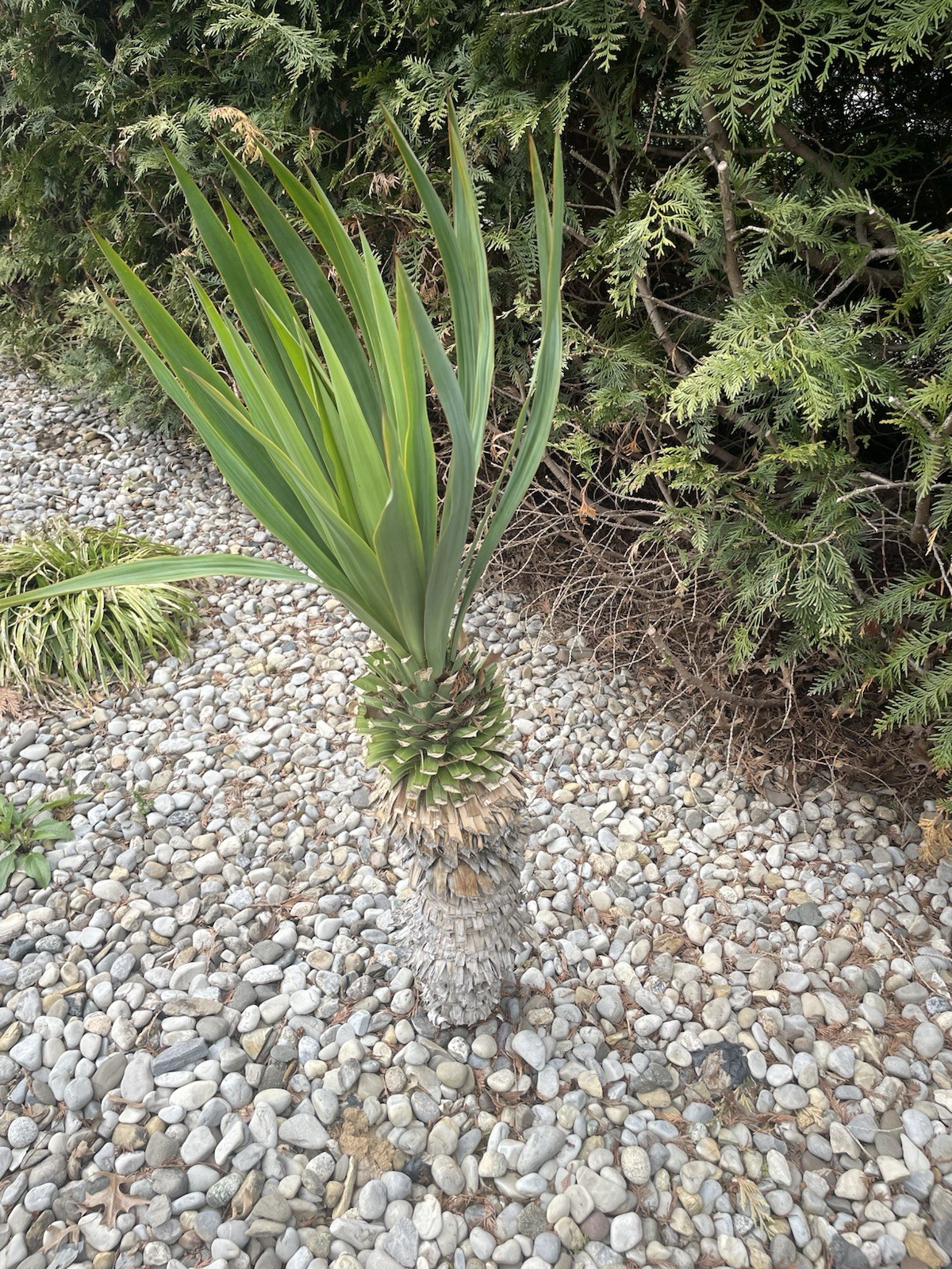 Yucca Bare root Small (Spanish Bayonet Variety) Look Like Palm Trees
