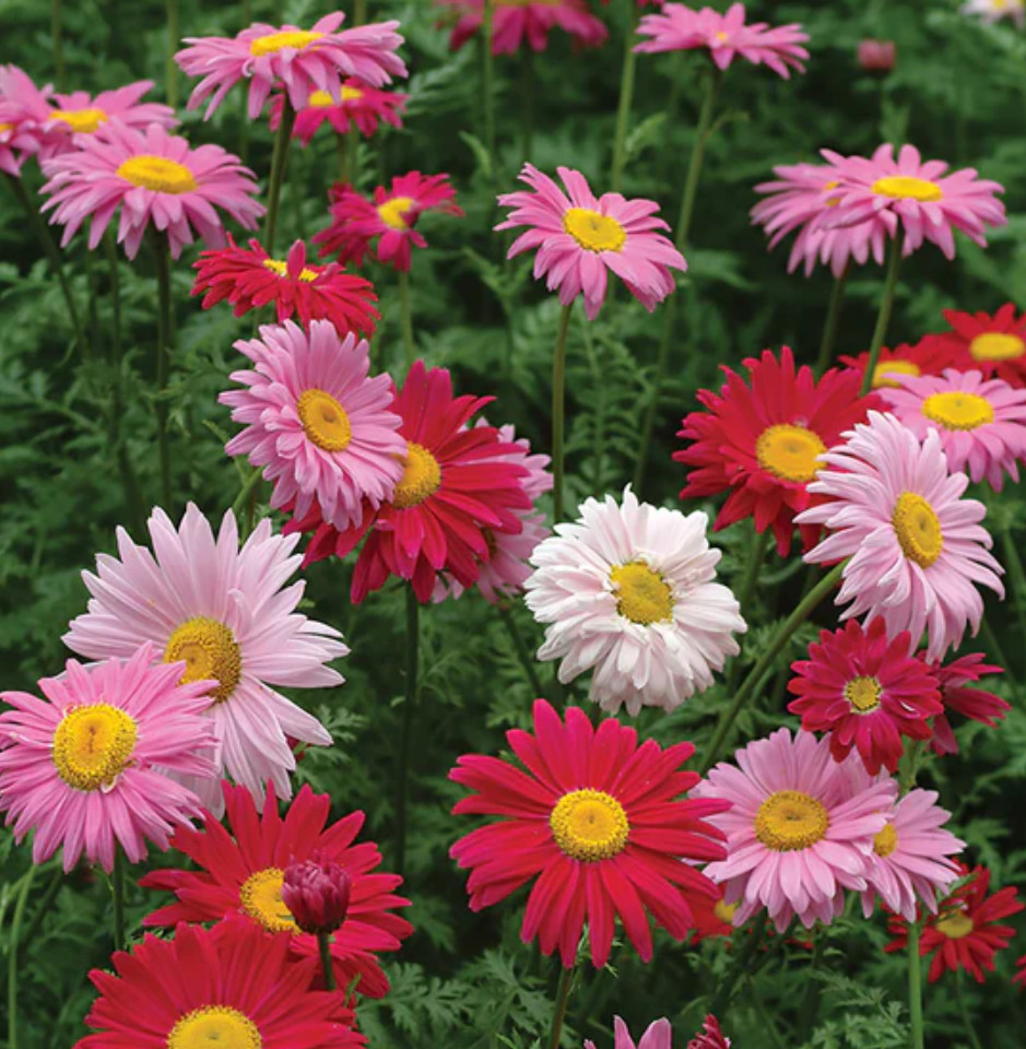 100 Seeds| Robinson’s Mix Daisy Seeds – #N006