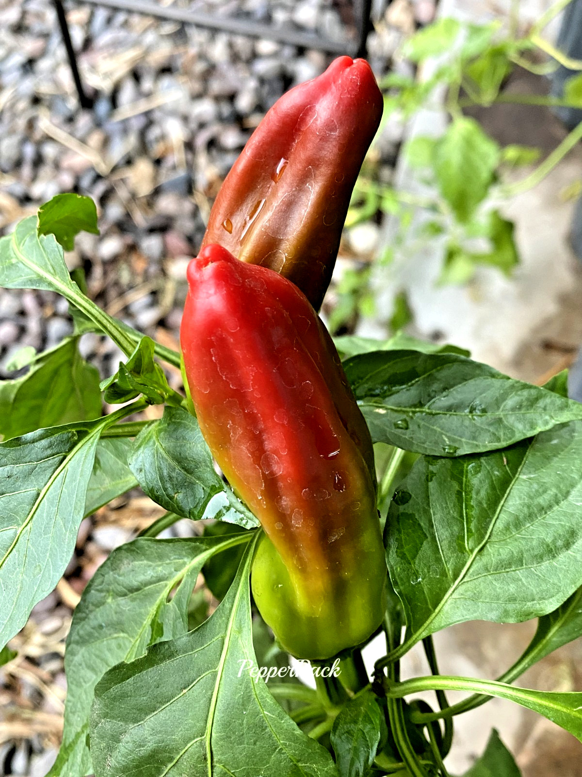 RARE✿ NEW! Turkish Heirloom Kale Sweet Pepper 15+ Seeds ●Crunchy Texture
