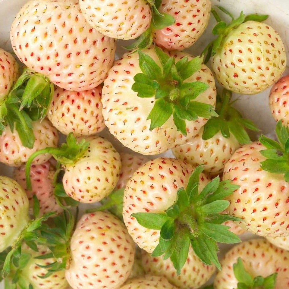Fragaria vesca | Yellow Wonder | 100 Seeds