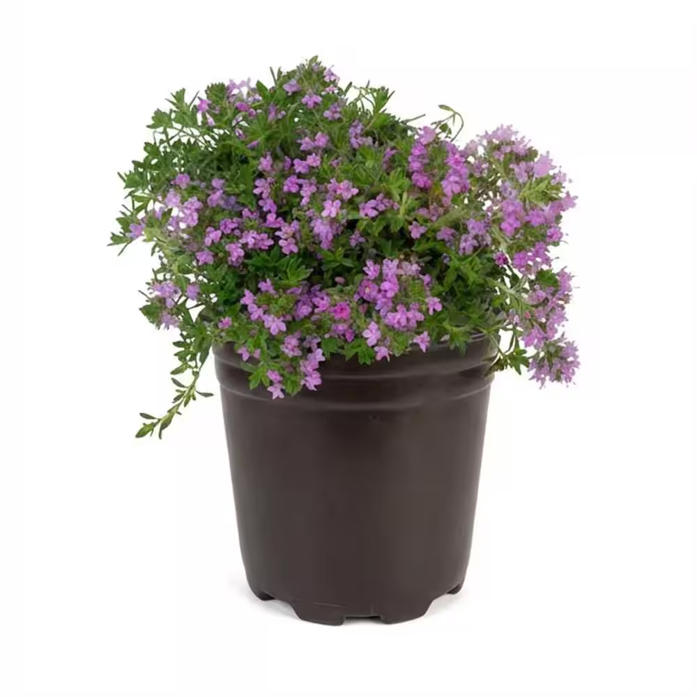 1 Gal. Pink Chintz Creeping Thyme (Thymus Serpyllum) Live Flowering Full Sun Per