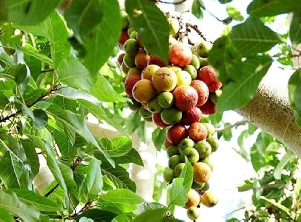 10 Ficus Racemosa Cluster Fig Seeds Ultra Unique Exotic!