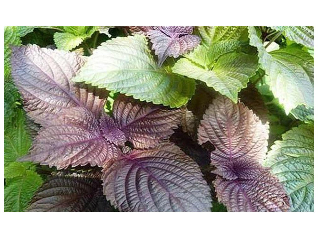 Shiso Seeds, Perilla, Tía Tô, NON-GMO, Variety Sizes