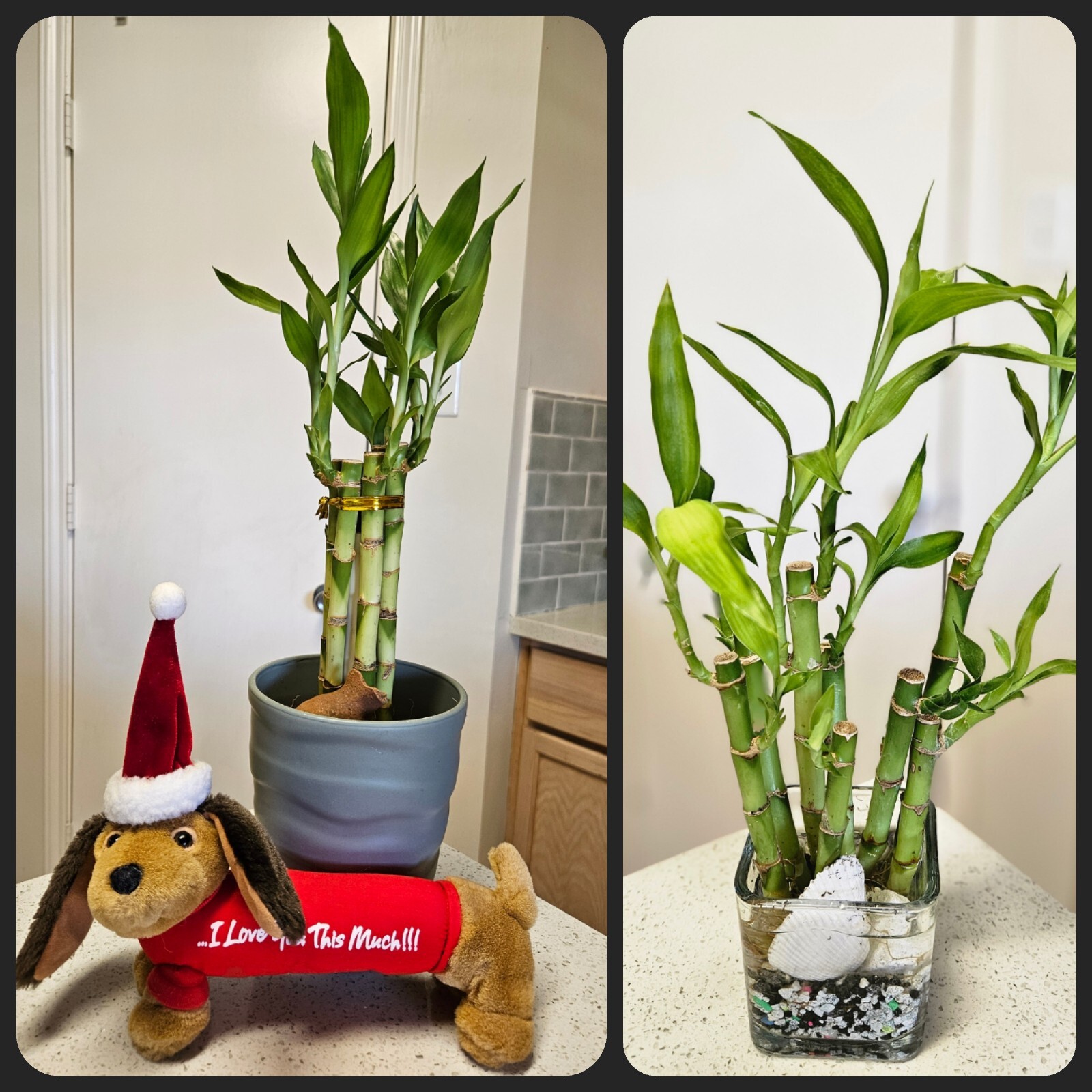 Two Layer Lucky Bamboo In Cute Tin Basket – Double Your Luck 😃