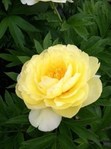 Bartzella Itoh Bareroot Peony, 2-3 Eye, Great for Fall or Spring Planting!
