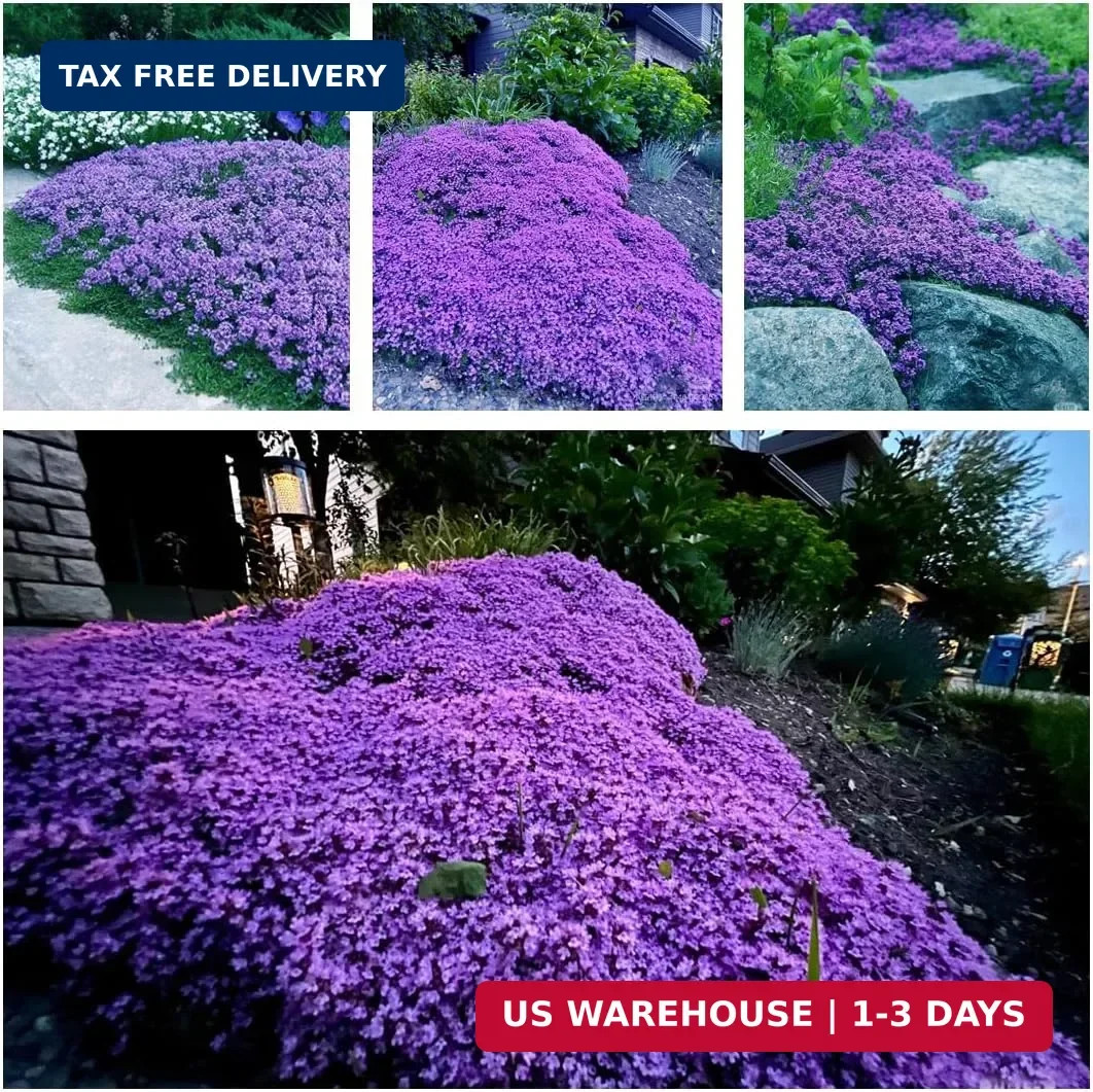 20,000+ Creeping Thyme Seeds Ground Cover, Non-GMO Perennial Flower Seeds, Hardy