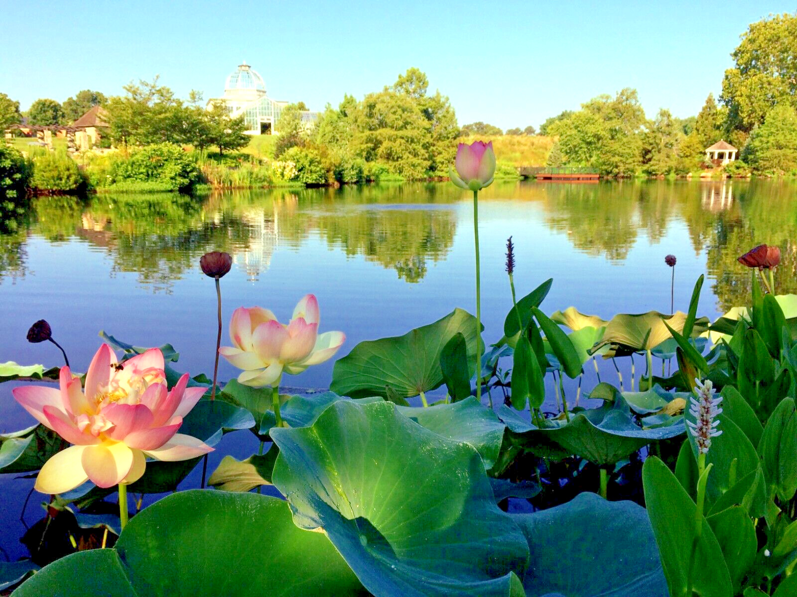 Sacred Lotus Flower Seeds (Nelumbo nucifera) Edible Aquatic Water Lily Plant
