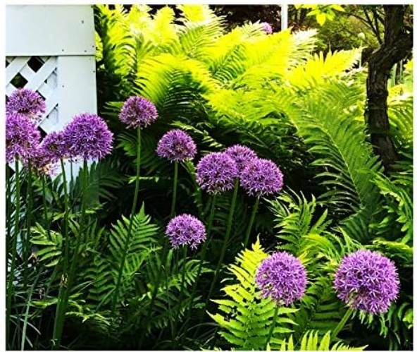 Allium Bulbs for Planting – 3 Large Bulbs – Purple Sensation Plant 30″- Alliu…