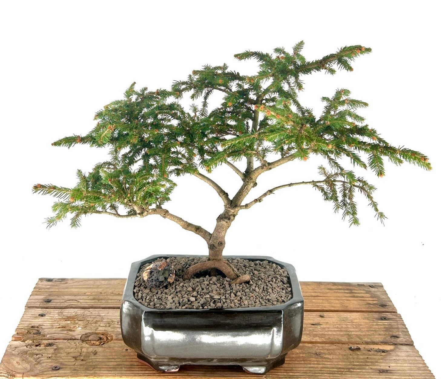 Unique 24 Yr Old Dwarf Norway Spruce Pusch Bonsai Tree Live Outdoor Specimen 15″