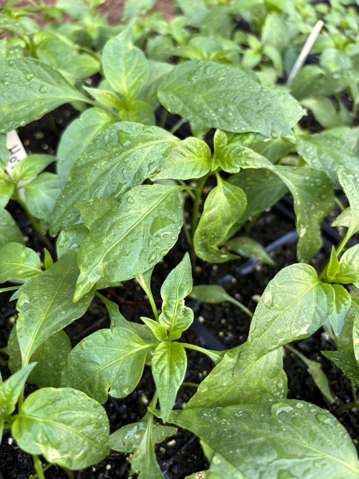 PEQUIN AUTHENTIC MEXICAN CHILI LOT OF 3 Super Hot Pepper LIVE PLANTS