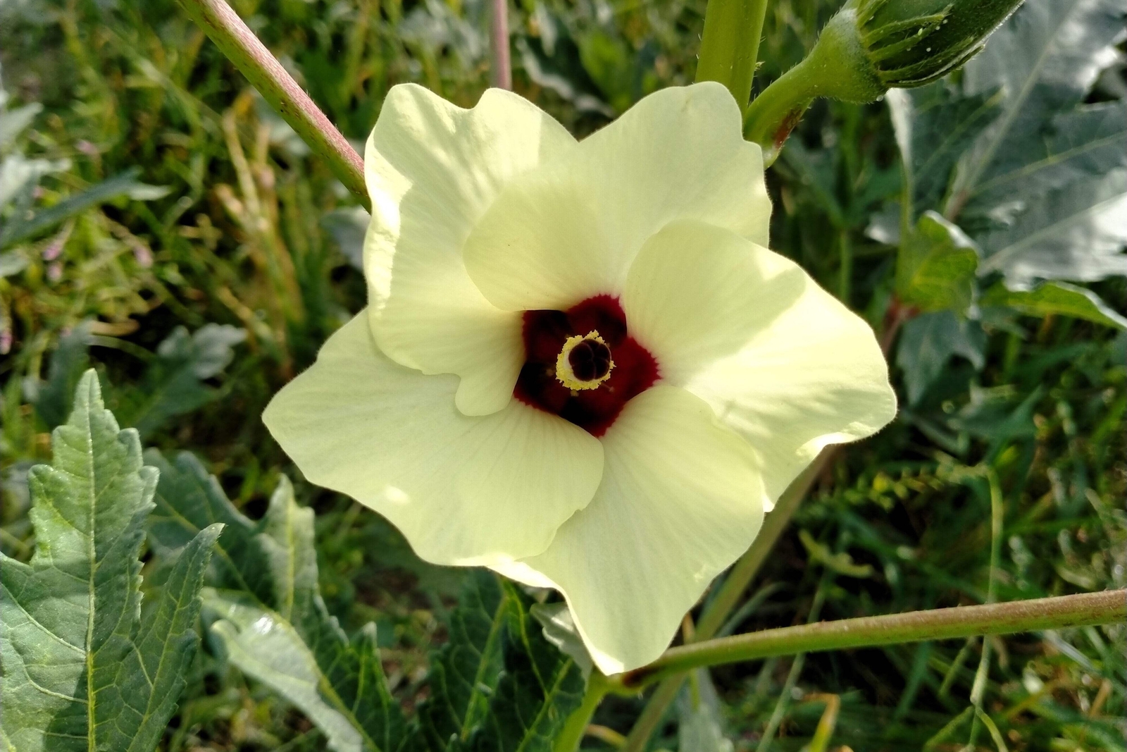 150 EMERALD GREEN VELVET OKRA Spineless Abelmoschus Esculentus Vegetable Seeds