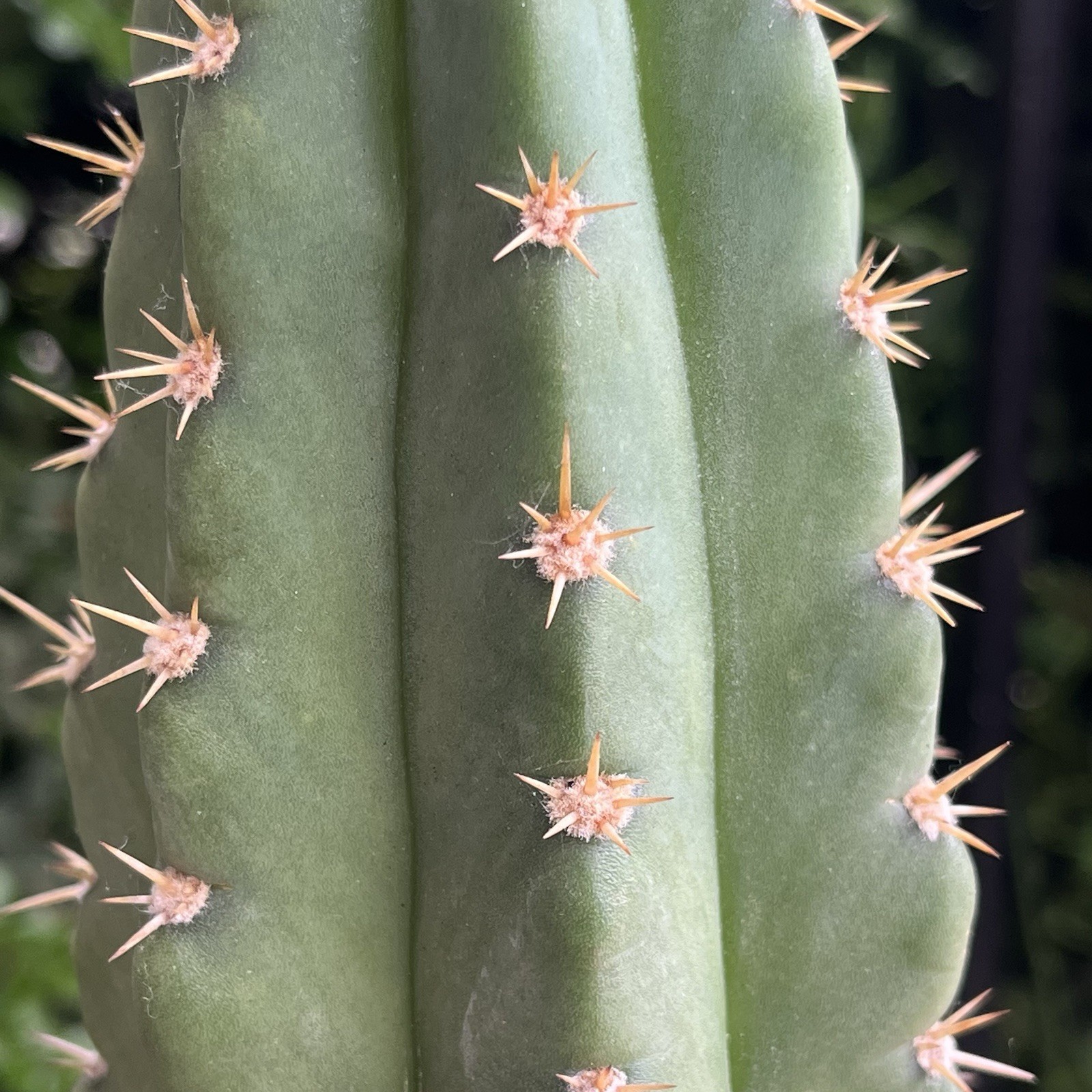 Euly x Colossus, Green Potted Draught Resistant, Arid Climate, Full Sun, Thorns