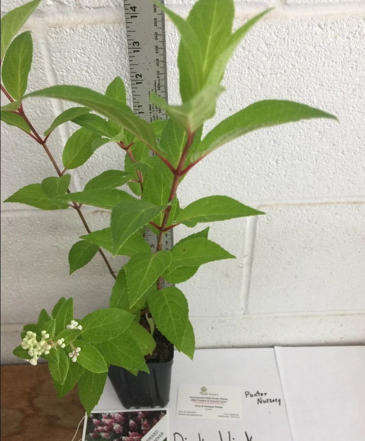 Pinky Winky Hydrangea Live Plant – 6-12″ Tall – 1 Quart Pot – Dwarf – Zones 5-9