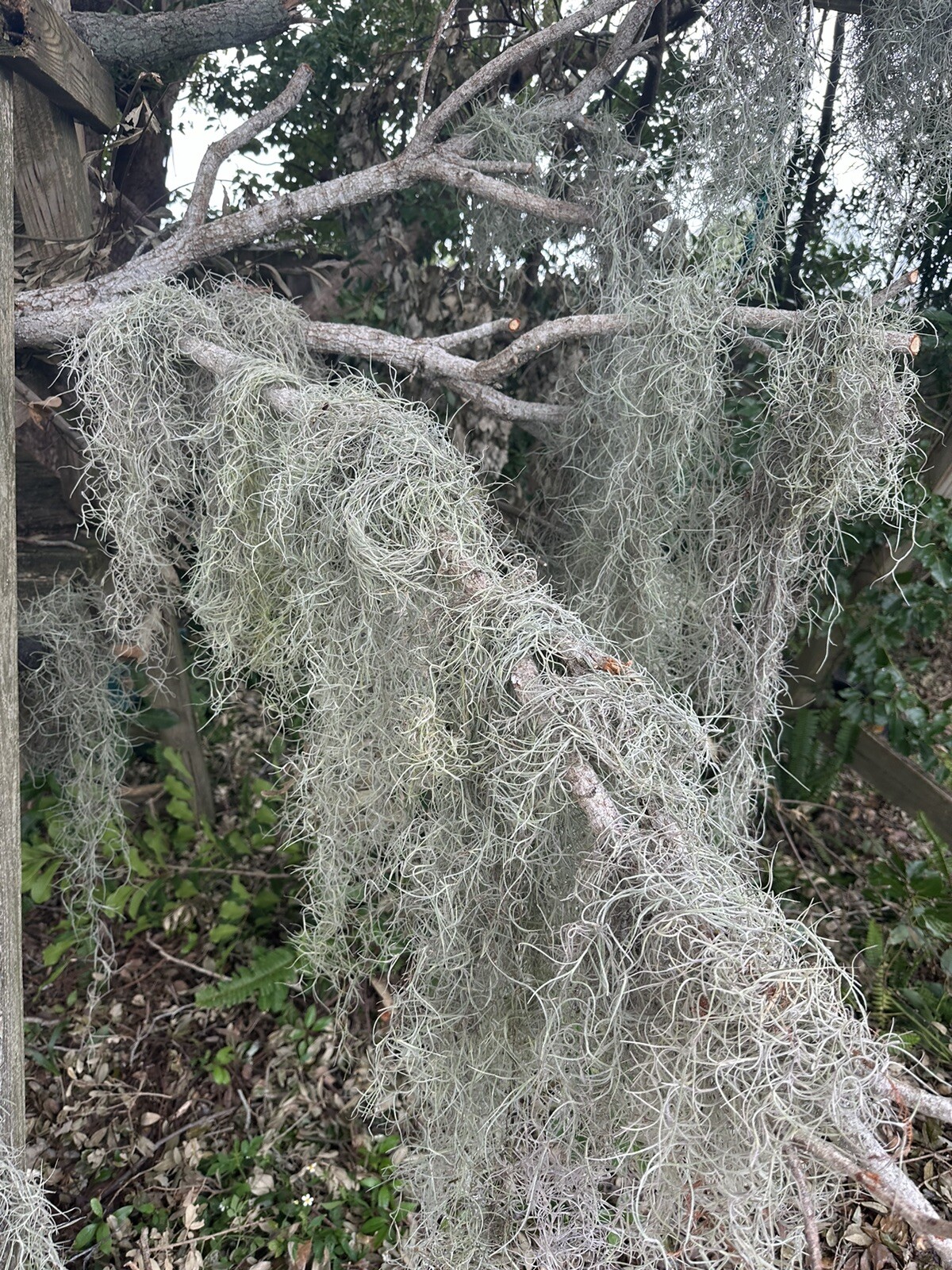 1LB/GAL Fresh Live Flowering SPANISH MOSS from Florida- Tillandsia AIR PLANT