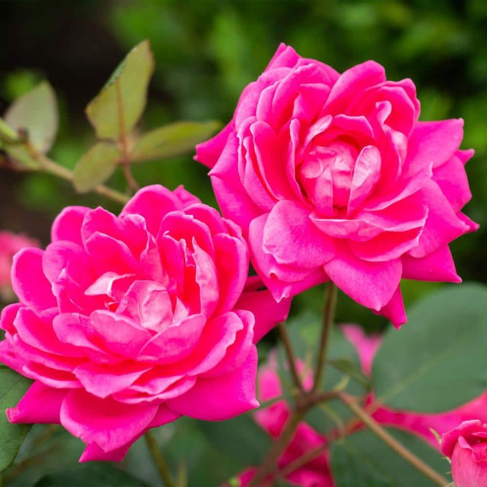 1 Gallon Double Pink Knock Out® Rose Shrub Spring Planting