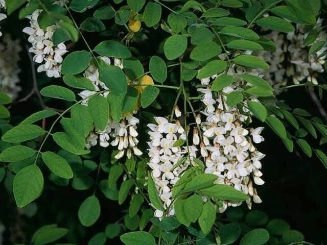 10 Black Locust, Robinia Pseudoacacia, Tree Seeds (Fast, Hardy, Fragrant)