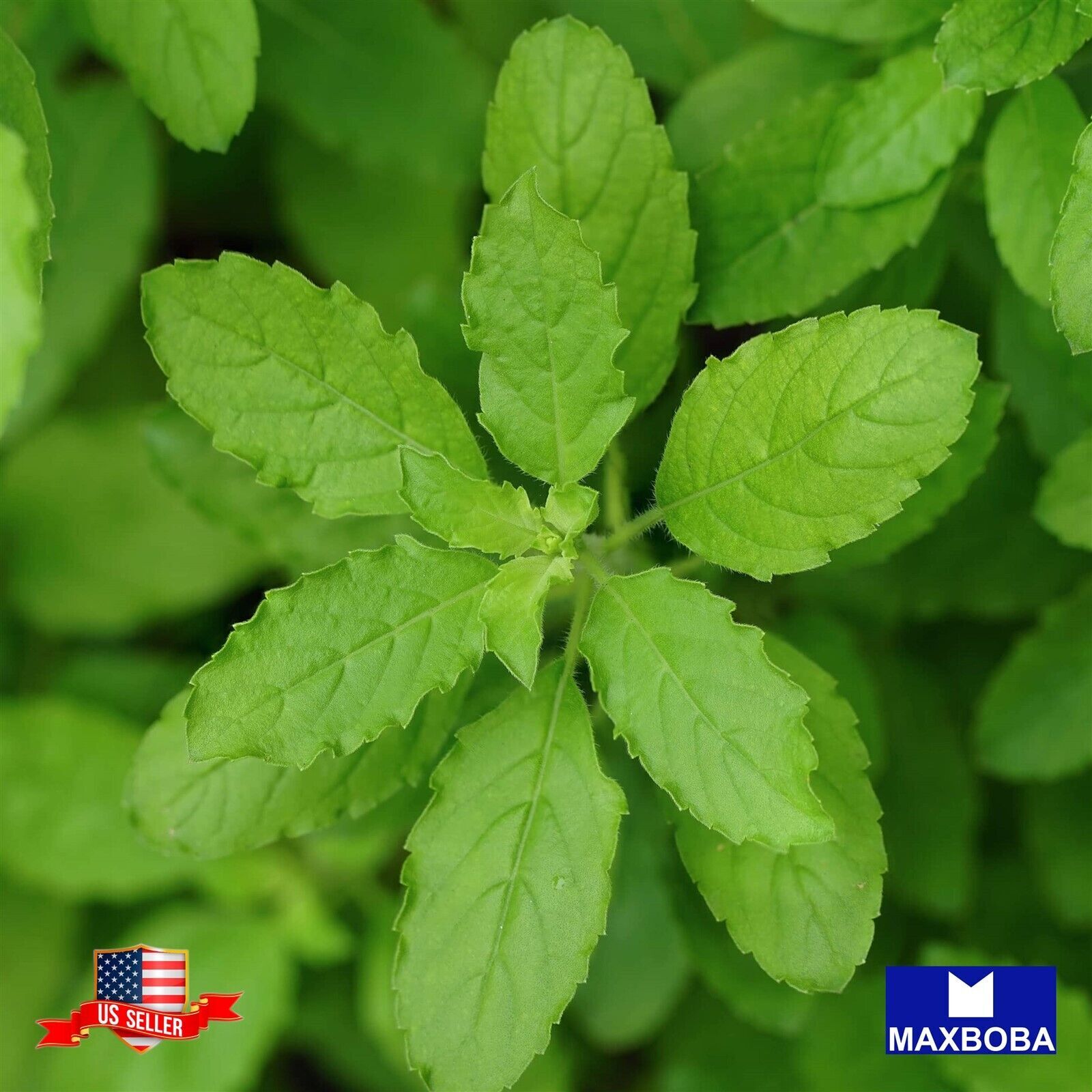 Premium Fresh 4500 Seeds Holy Basil Green Leaf Basil Heirloom Garden Non-GMO
