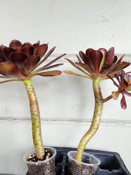 Quality 2 Large Aeonium Succulent Plants Black Rose Rossets Stong Stem 6″x8″
