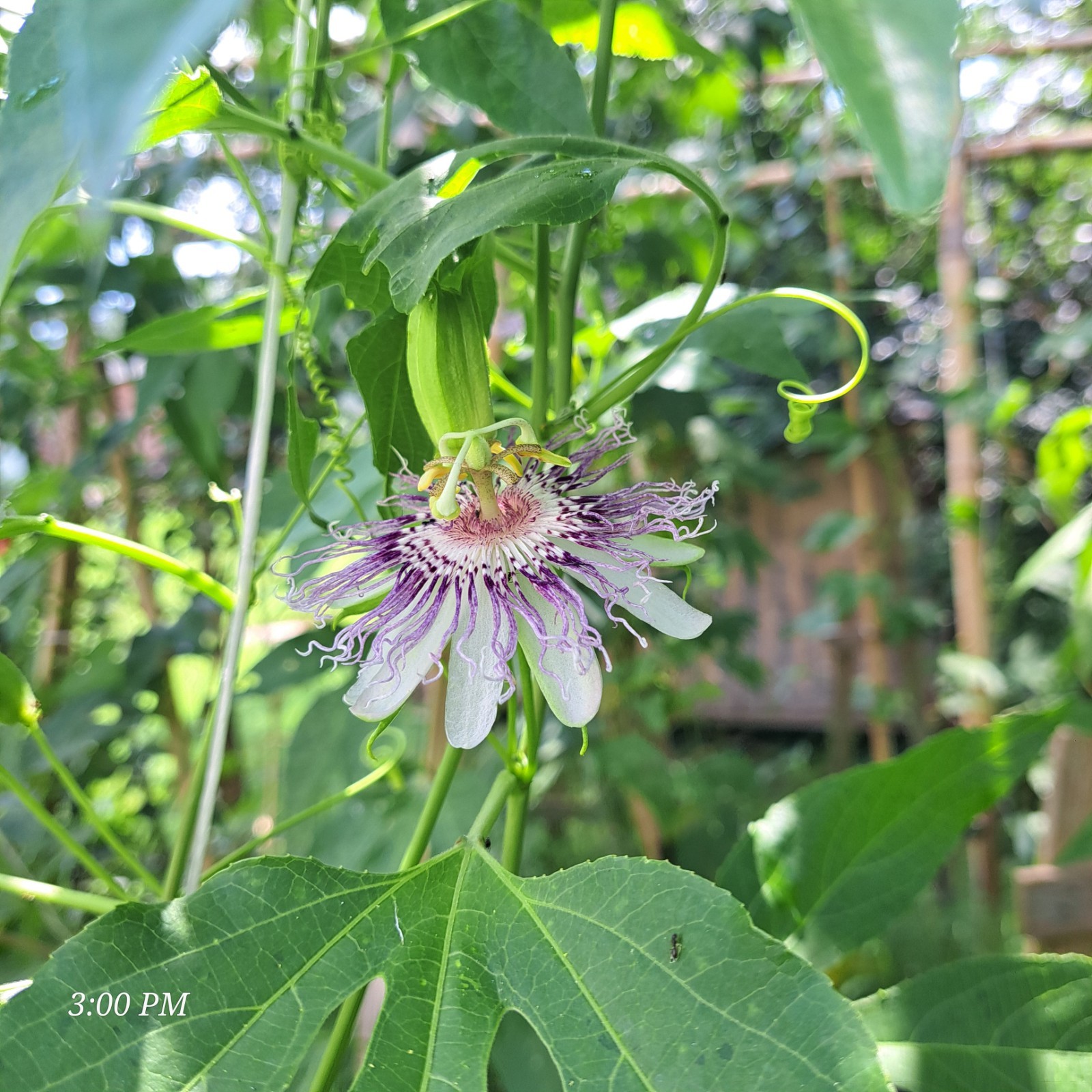 passion flower live plant/Maypop (buy one get one free for good measure)