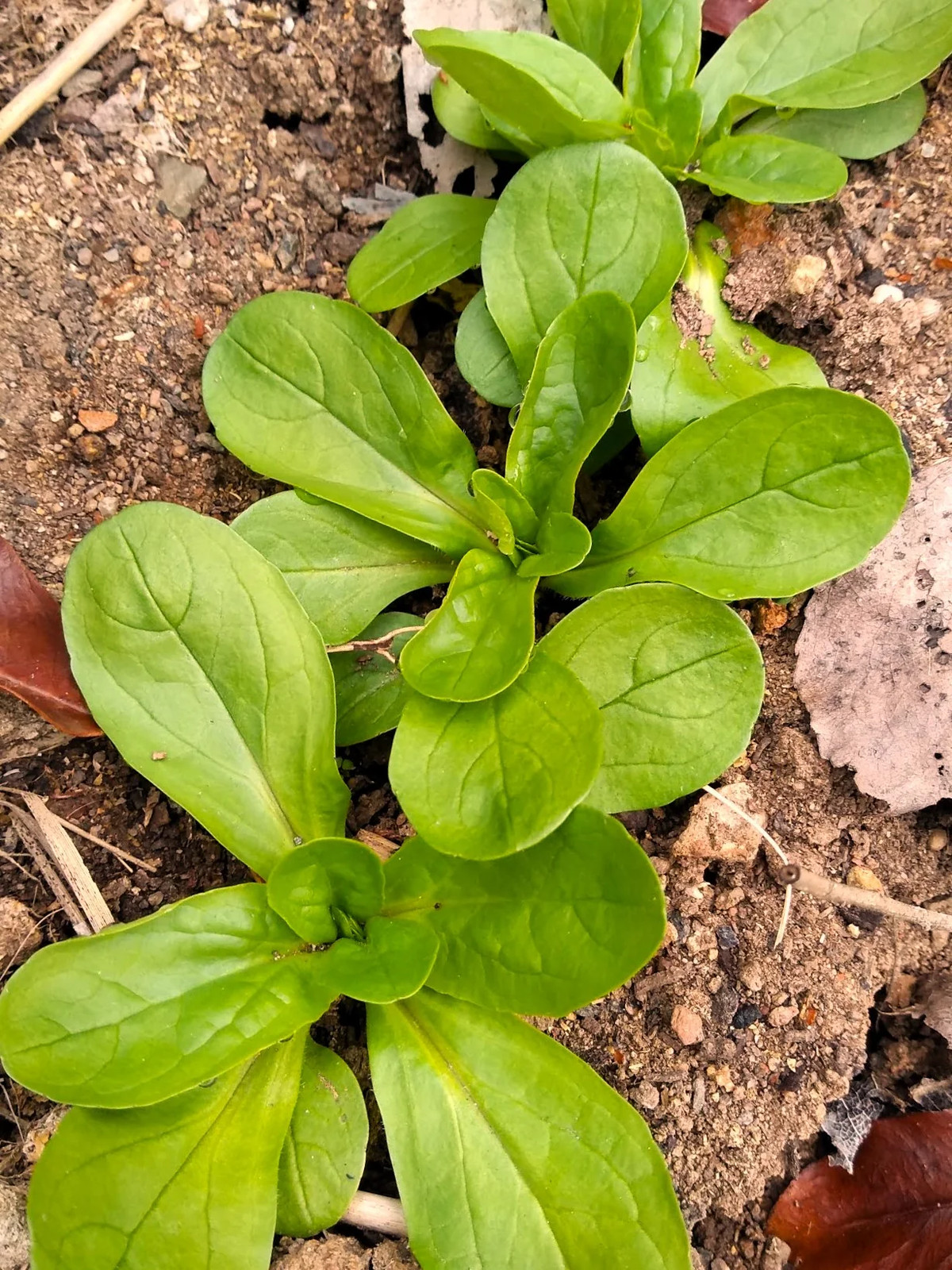 Dutch Corn Salad Seeds (Mache or Lamb’s Lettuce) | Spinach Fall Garden Seed 2024