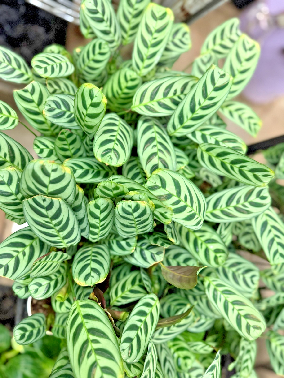 4″ Calathea Makoyana Plant Live – Easy Care Indoor Houseplant