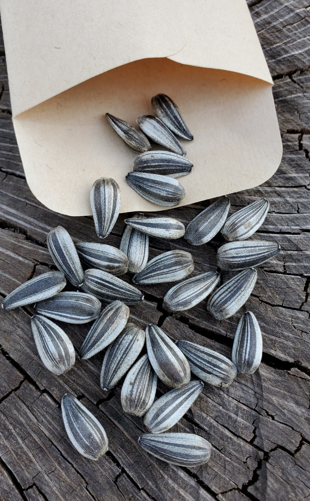 25+ Grey Stripe Mammoth Sunflower Seeds – Fresh 2026 Harvest | Beyond Organic